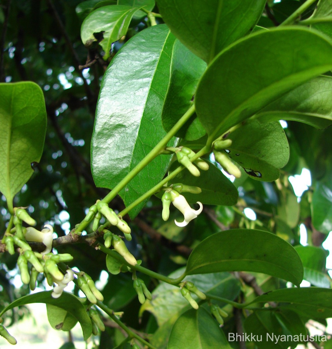 Diospyros ebenum J.Koenig ex Retz.